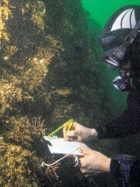 Göç ettirilen mercanlardan iyi haber geldi İnsandan uzakta hayat buldular