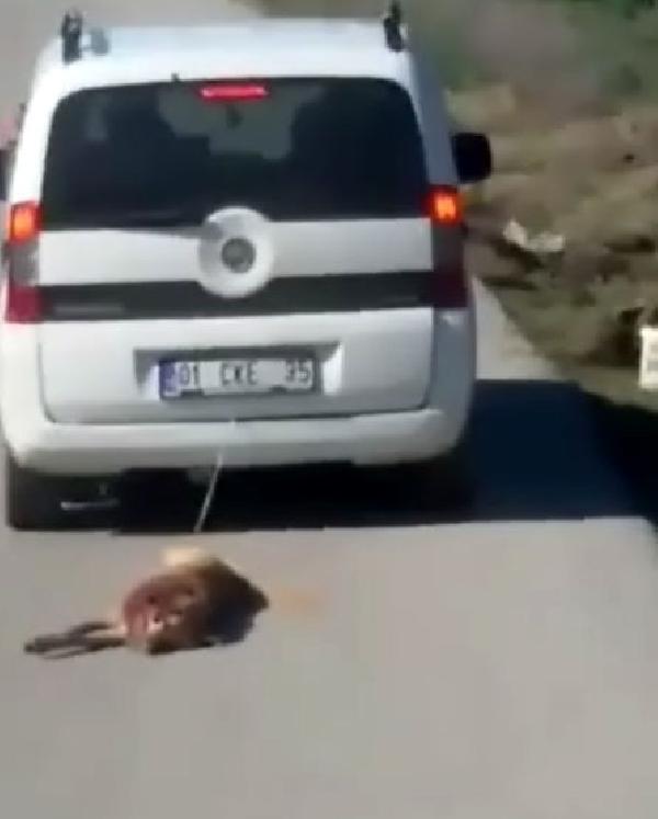 Şok görüntü Köpeği arabaya bağlayıp sürükledi