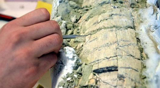 Otobüs büyüklüğünde timsah fosili bulundu