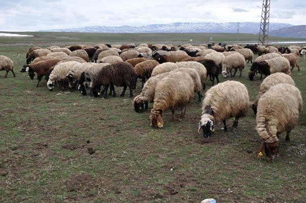 Muşta 7 bin TL maaşla çoban aranıyor