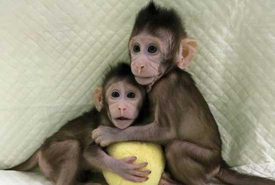 İnsan klonlamaya bir adım daha yaklaşıldı Dollyden sonra maymun klonladılar