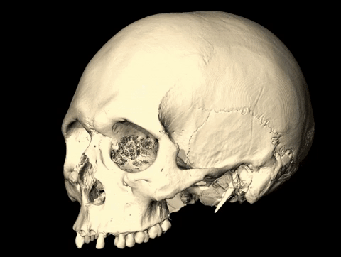 Bilim adamları modern insan beyninin yalnızca 40 bin yaşında olabileceğini söyledi