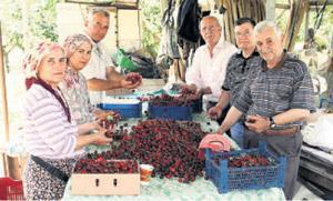 Kiraz, bahçede beş markette ise 25 lira