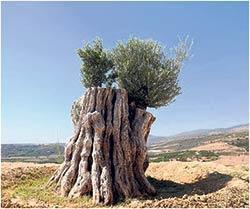 800 yıllık zeytin ağacı