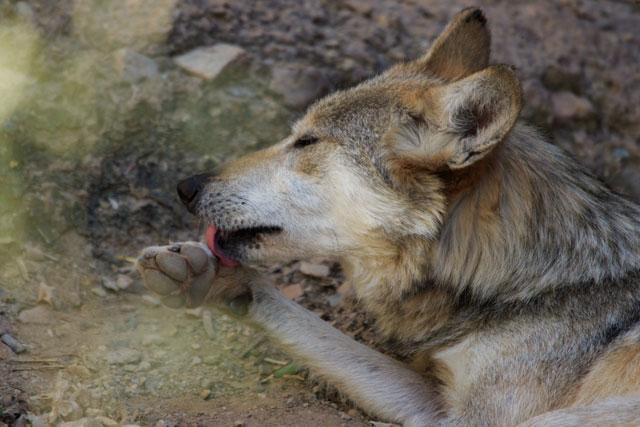İyileşmeyen yaralar
