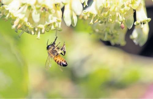 Propolis gerçekten mucizevi mi