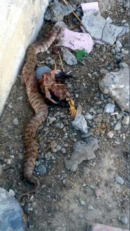 Kümesteki tavukları telef eden 2 metrelik yılanı öldürdüler