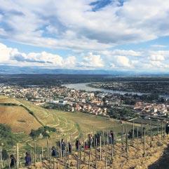 RHONE  BAĞLARI’NIN  UYANIŞI