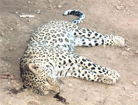 Efsane Anadolu leoparı tartışması