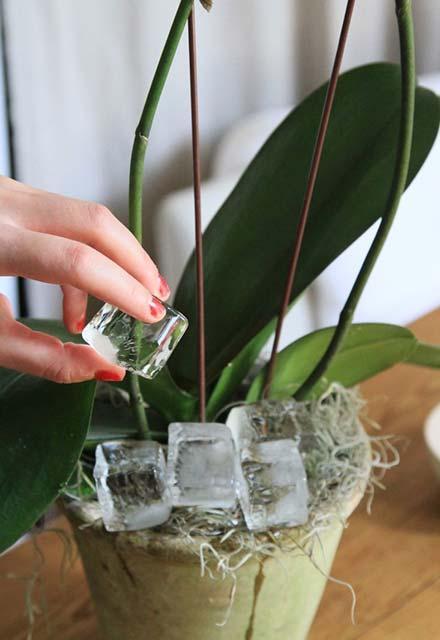 Orkideler için buz küpü mucizesi