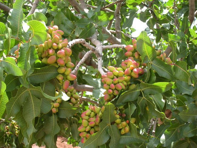 Antep fıstığının inanılmaz faydaları