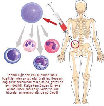 Stresin hedefi bağışıklık mı