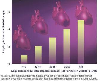 Kalbin umudu kök hücreleri