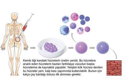 Kalbin umudu kök hücreleri