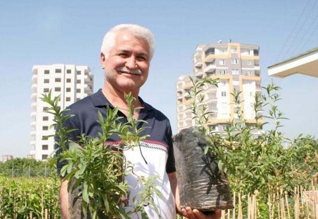 Stevia bitkisi, şeker hastalarının imdadına yetişecek