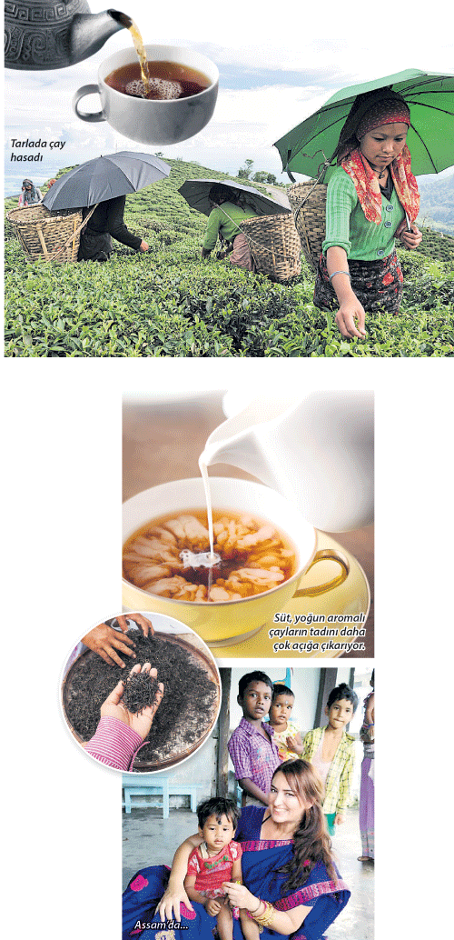 Hindistan’da çayın peşinde