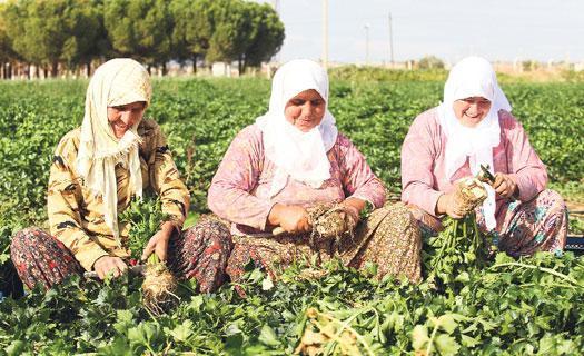 Halkımıza zehirli ürün yediriyorlar