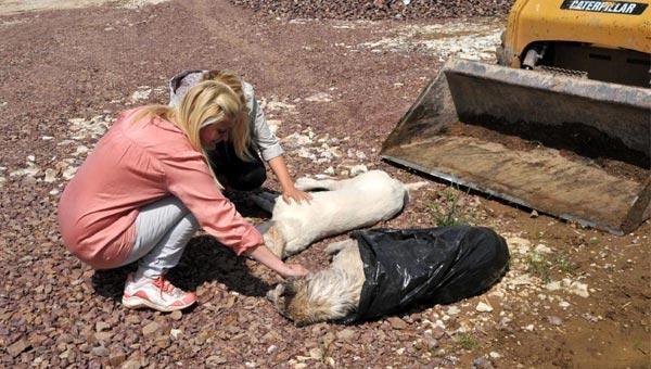 Öldürülen köpekleri görünce...