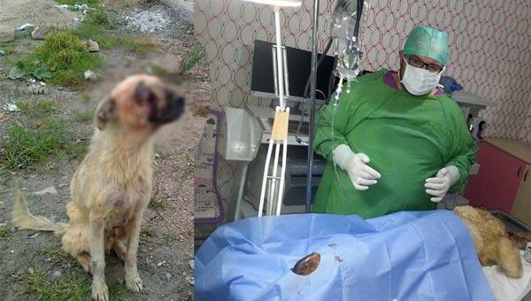 Köpeği çivili sopayla işkence