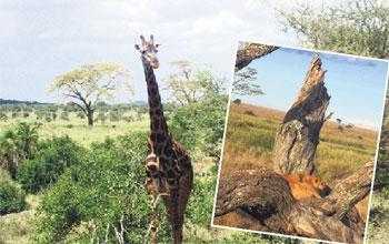 Tanzanya’da safari