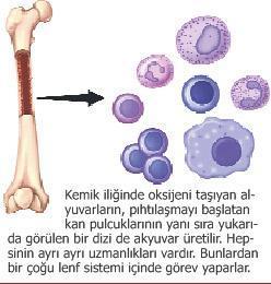 Vücudun koruma sistemi: LENF