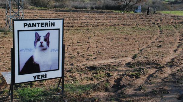 Ölen kedisi için tarla alıp mezar yaptırdı