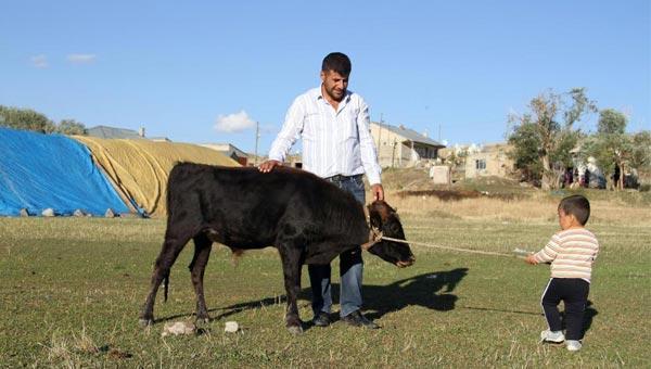 3 yaşında bir boğa ama...