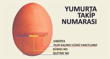 Yumurta buzdolabına adım atıyor