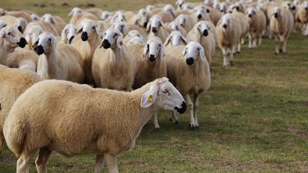 Kurban Bayramı hangi güne denk geliyor 2016 Kurban Bayramı tatili kaç gün olacak