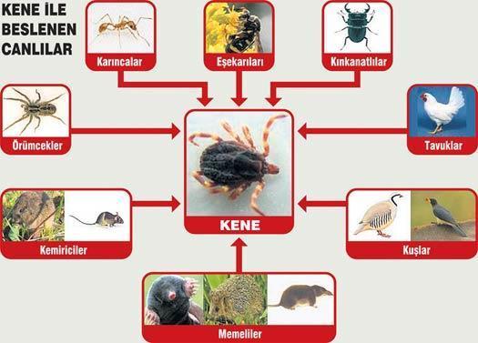 Dünyayı nasıl bu hale getirdik - Küresel ısınma nedeniyle keneleri uyku tutmuyor
