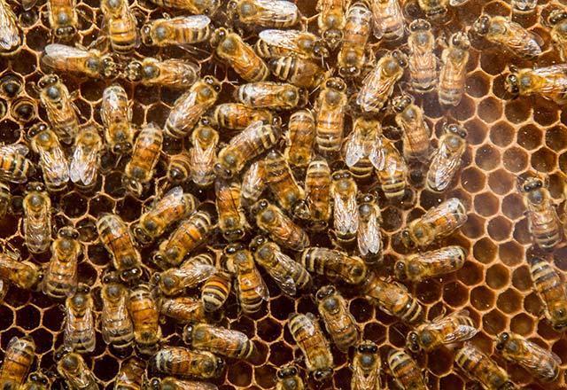 Karakovan balının faydaları