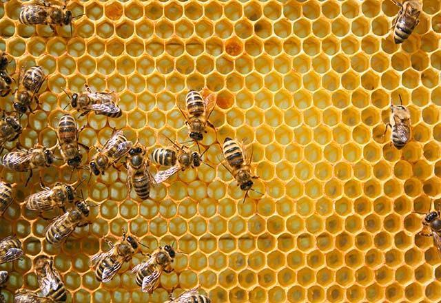 Karakovan balının faydaları