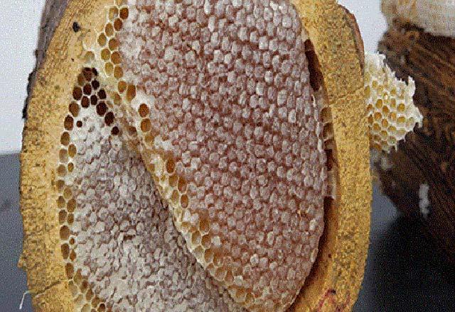 Karakovan balının faydaları