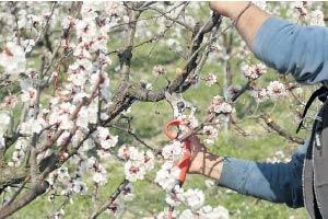 Kayısı ağaçları neden kesiliyor