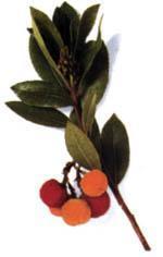 Fazla yeme, sarhoş olursun