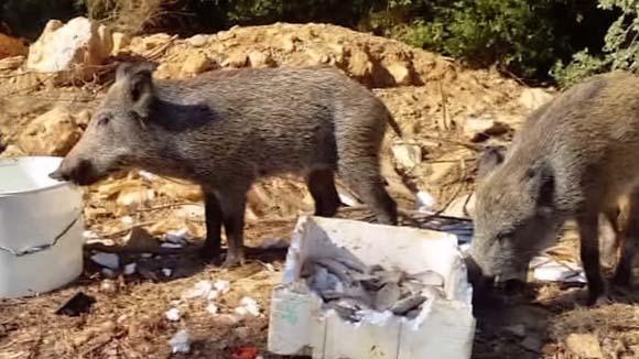 Bodrumda korkunç olay İlçeyi sardılar, çok tehlikeliler...