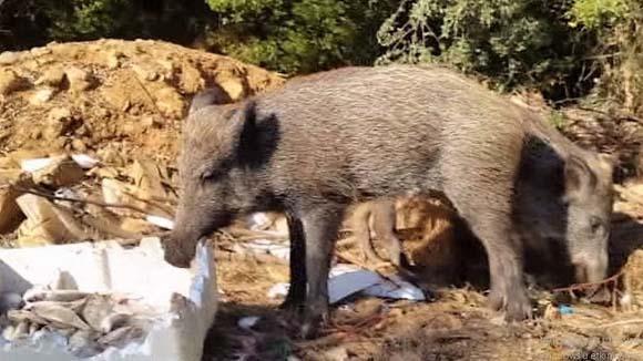 Bodrumda korkunç olay İlçeyi sardılar, çok tehlikeliler...