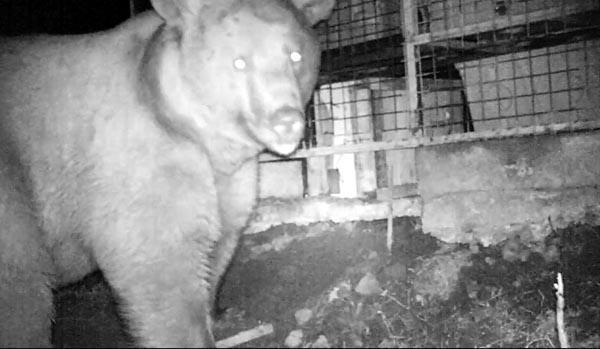 Doğu Karadenizde ayı popülasyonu arttı Bölge halkı tedirgin…