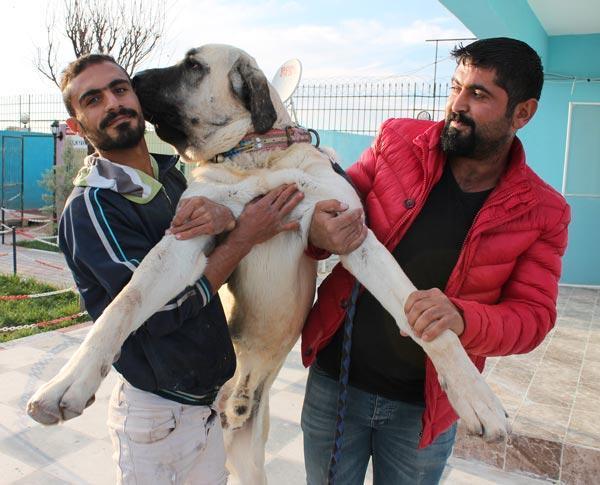 Anadolu aslanına dünyanın dört bir yanından talep geliyor