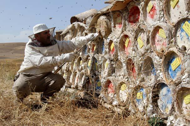 Arap ülkelerinin gözdesi: Karakovan balı