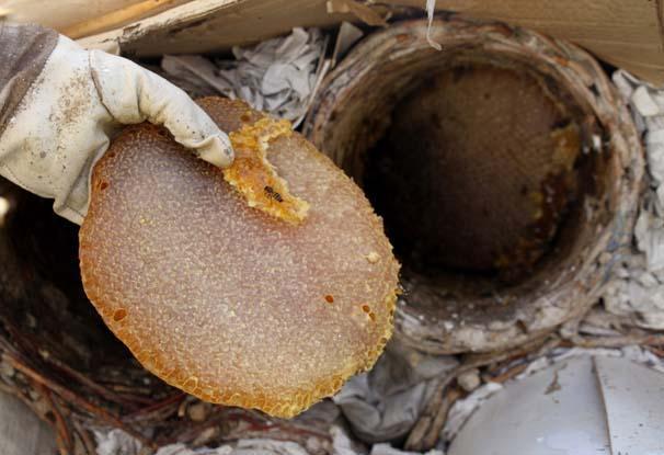 Arap ülkelerinin gözdesi: Karakovan balı