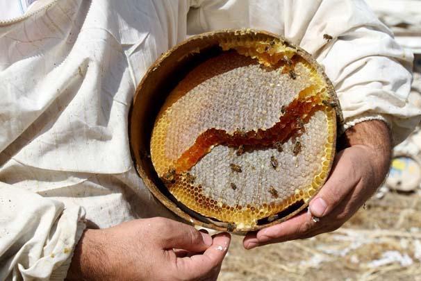 Arap ülkelerinin gözdesi: Karakovan balı