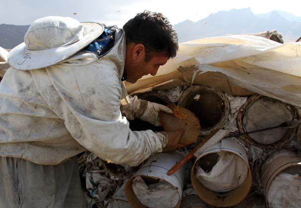 Arap ülkelerinin gözdesi: Karakovan balı