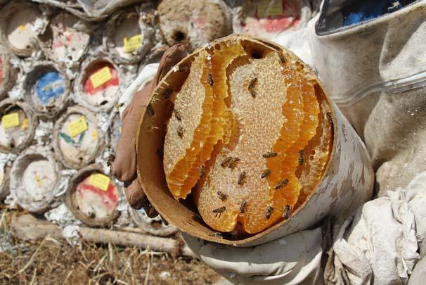 Arap ülkelerinin gözdesi: Karakovan balı