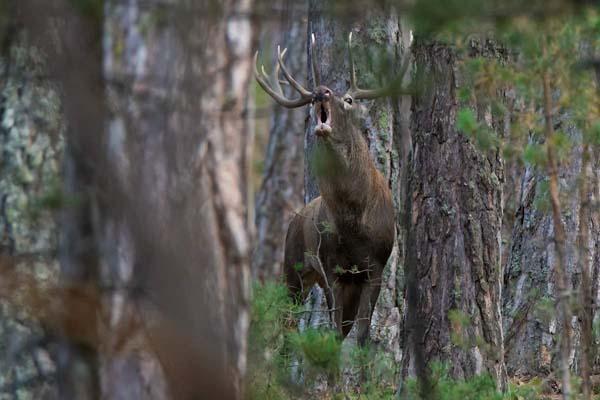 Fotoğraflar Türkiyeden... İlk kez görüntülendi