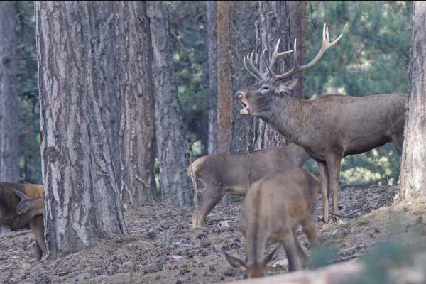 Fotoğraflar Türkiyeden... İlk kez görüntülendi
