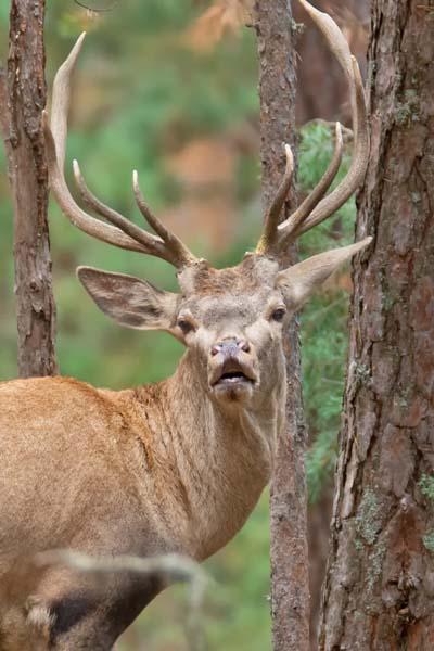 Fotoğraflar Türkiyeden... İlk kez görüntülendi