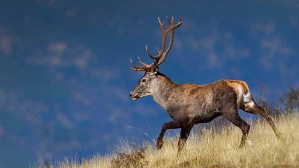 Fotoğraflar Türkiyeden... İlk kez görüntülendi