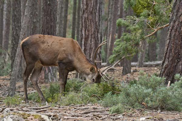 Fotoğraflar Türkiyeden... İlk kez görüntülendi