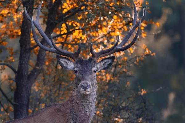 Fotoğraflar Türkiyeden... İlk kez görüntülendi